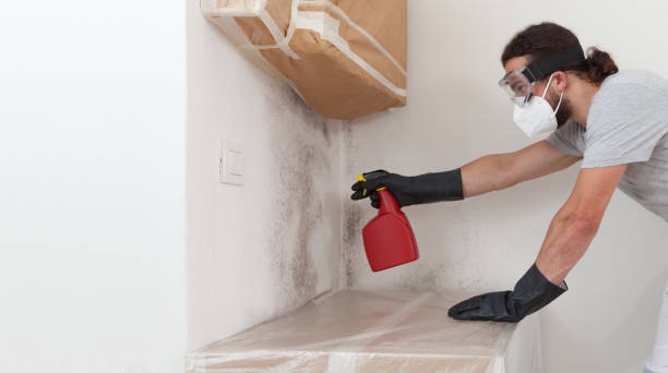 Basement Mold Remediation treatment on basement walls in Lakehurst